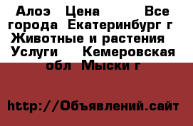 Алоэ › Цена ­ 150 - Все города, Екатеринбург г. Животные и растения » Услуги   . Кемеровская обл.,Мыски г.